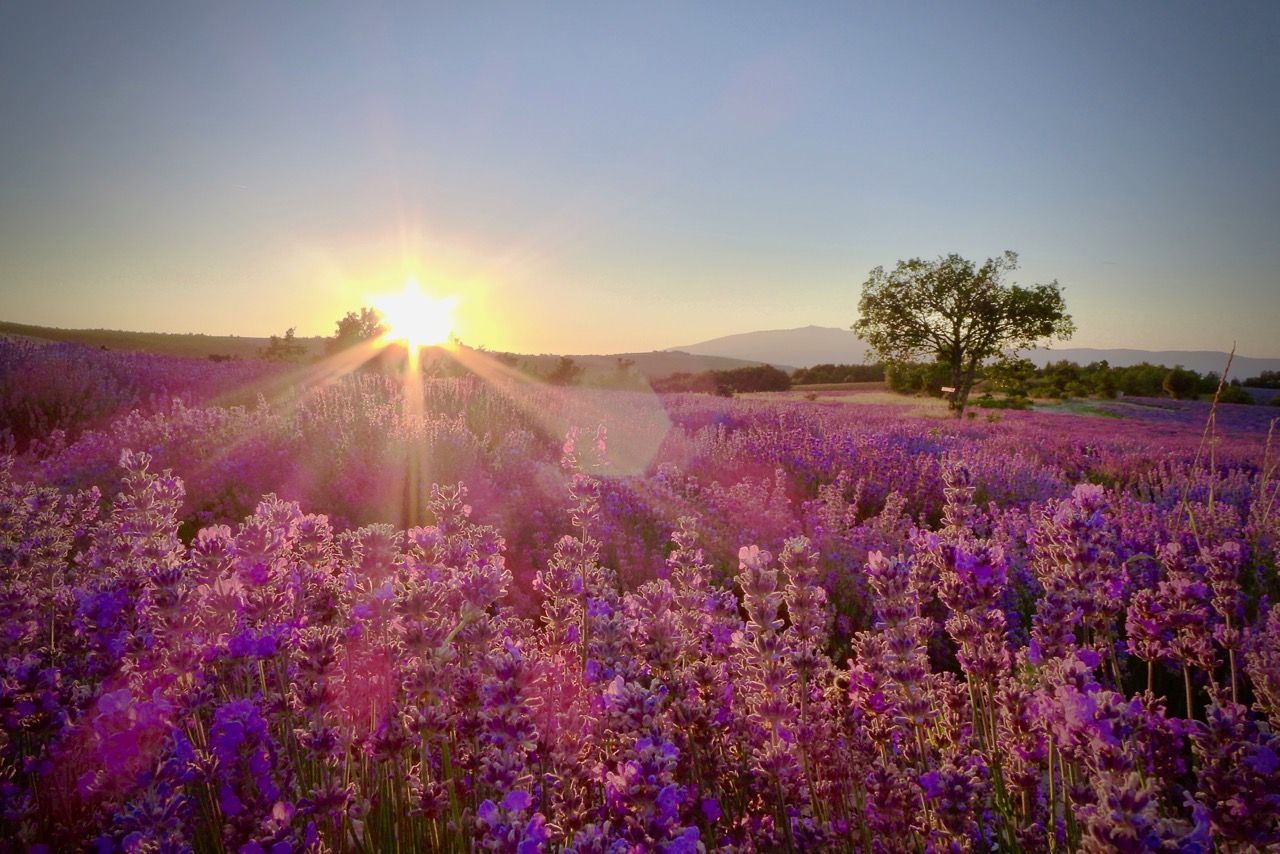 [:fr]couche de soleil lavande[:]