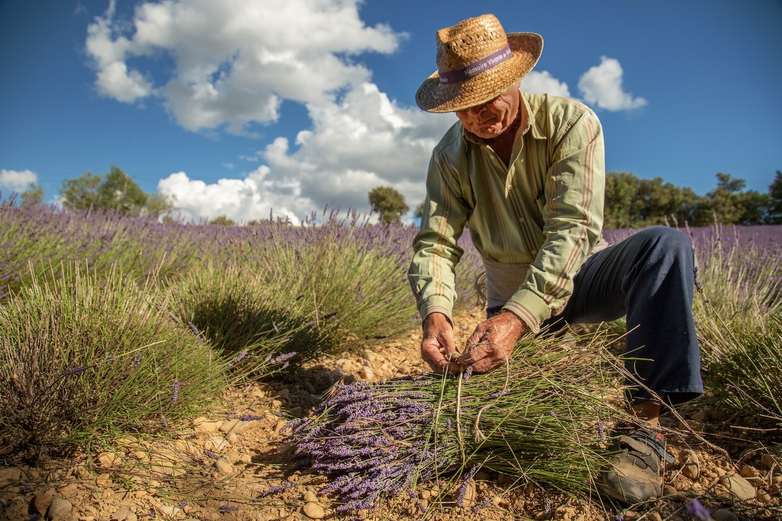 Plateau de Valensole sur les Routes de la Lavande