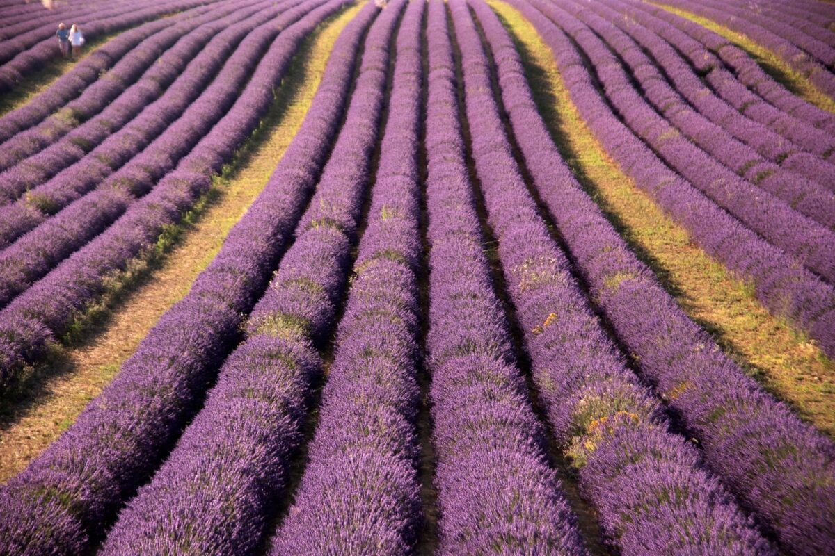 Plateau de Valensole sur les Routes de la Lavande