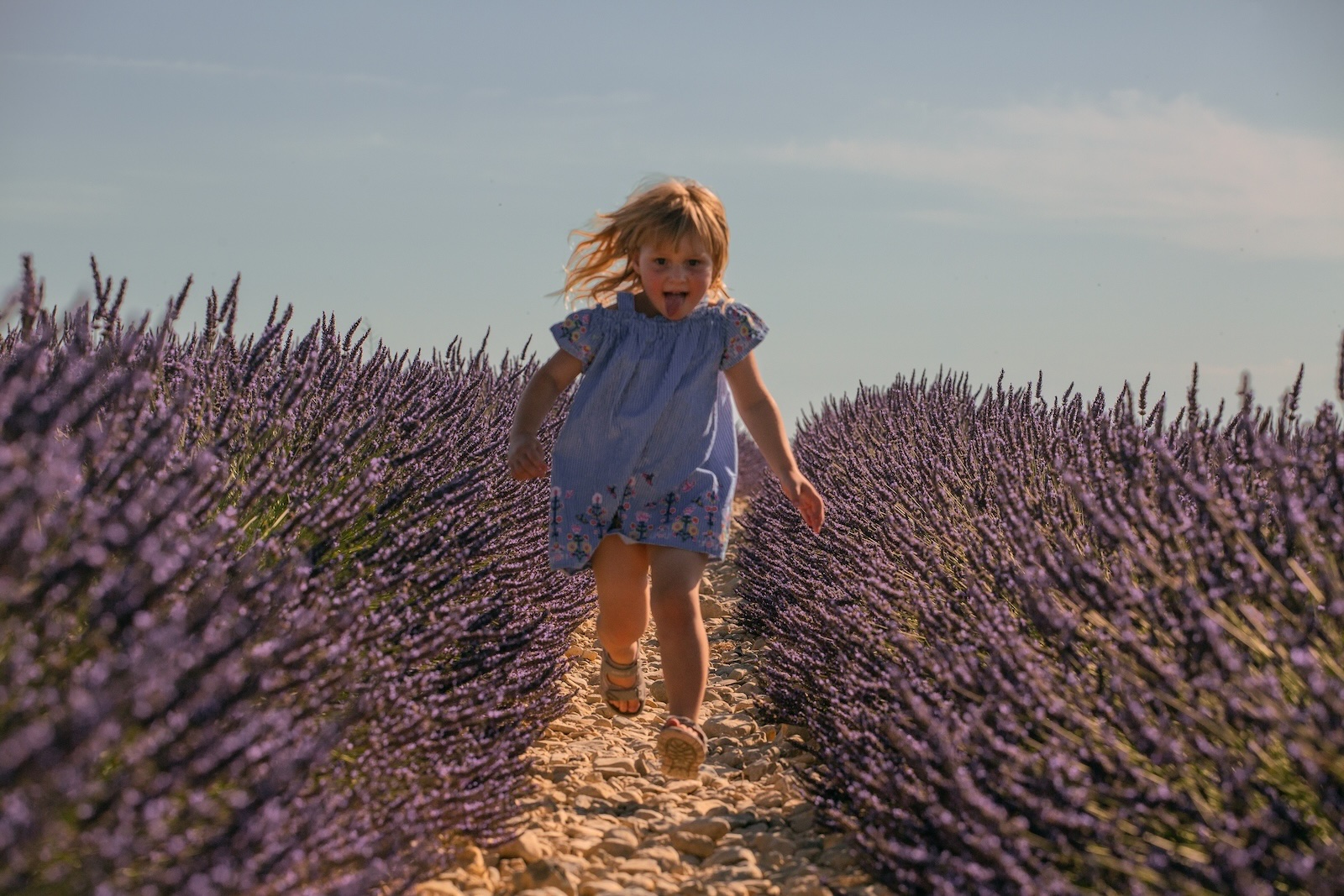 Plateau de Valensole sur les Routes de la Lavande