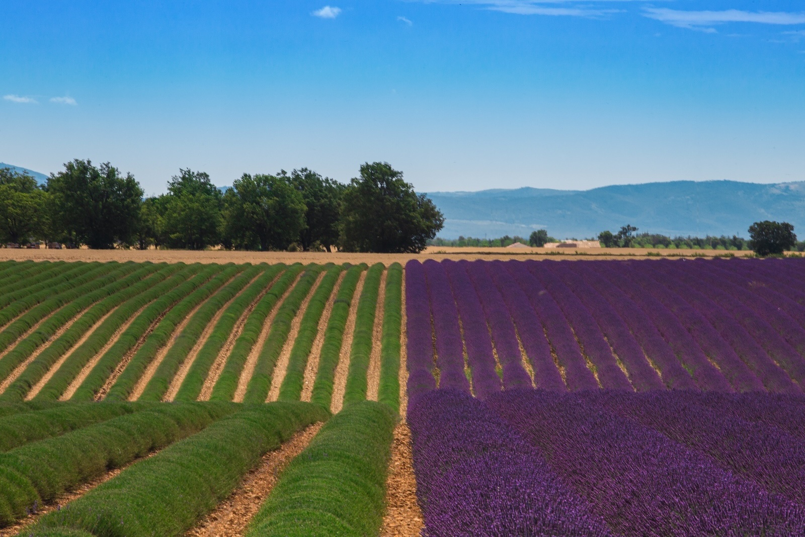 Plateau de Valensole sur les Routes de la Lavande