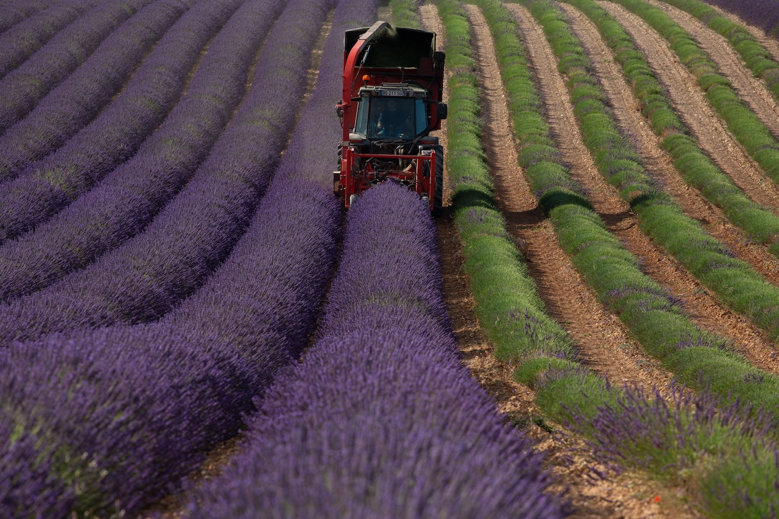 Plateau de Valensole sur les Routes de la Lavande