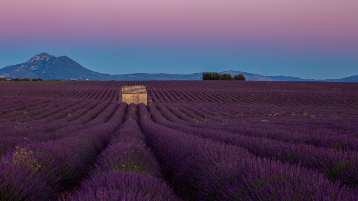 Plateau de Valensole sur les Routes de la Lavande