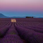 Plateau de Valensole sur les Routes de la Lavande