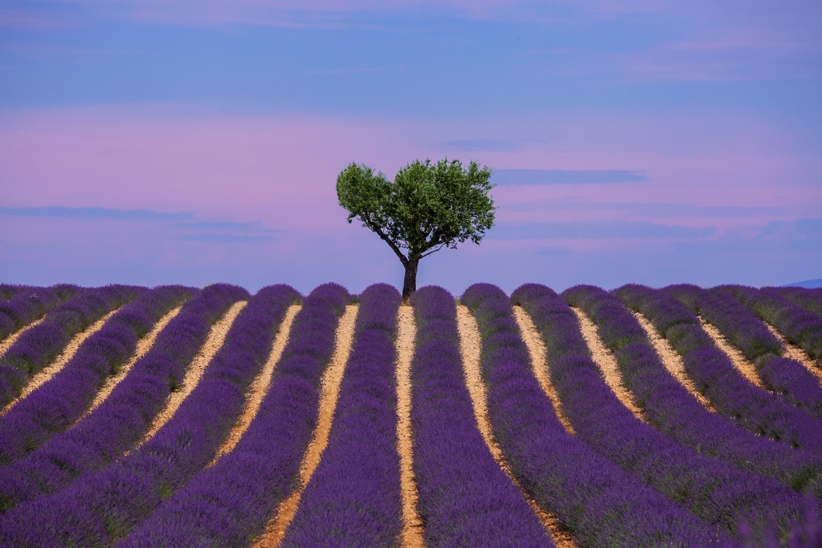 Plateau de Valensole sur les Routes de la Lavande