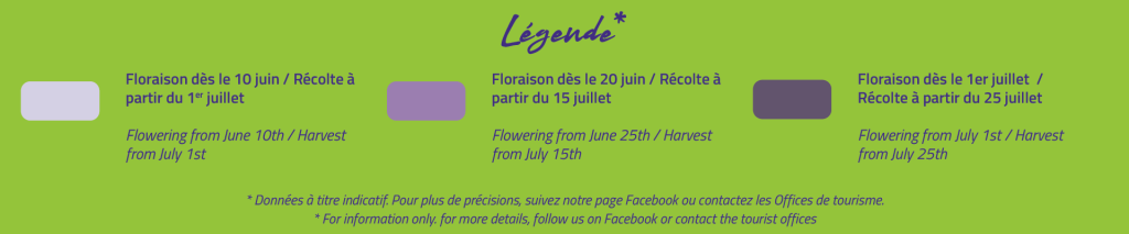 [:fr]legende floraison lavande 2026[:]