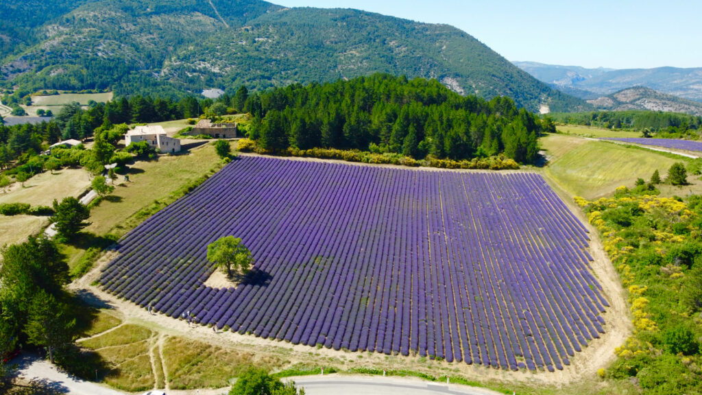 Champ de lavande à Aurel