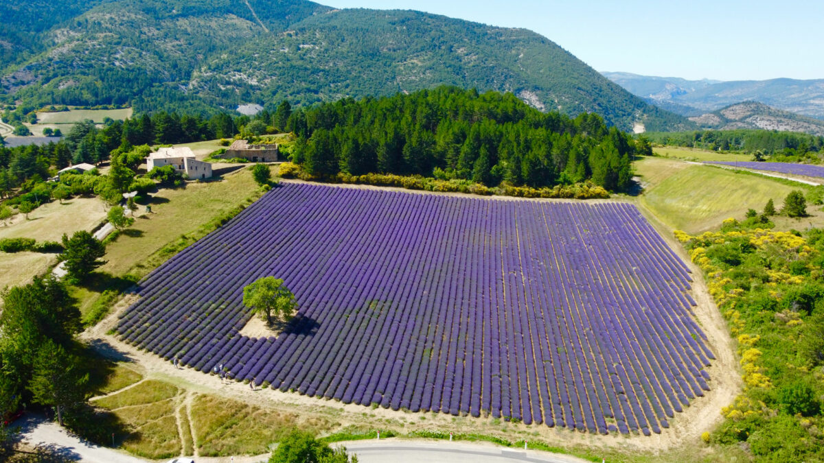 Champ de lavande à Aurel