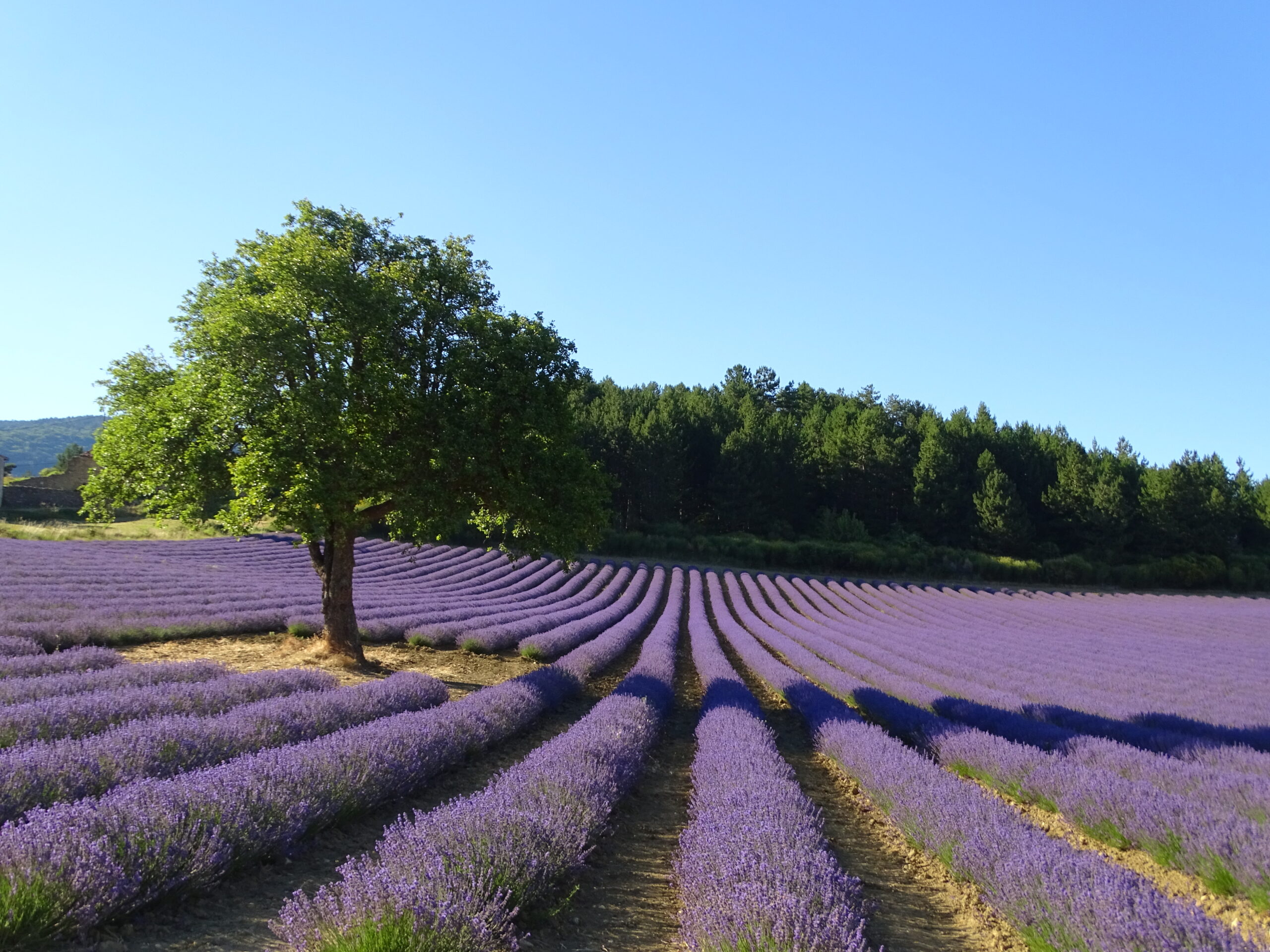 The Sault plateau, cradle of lavender