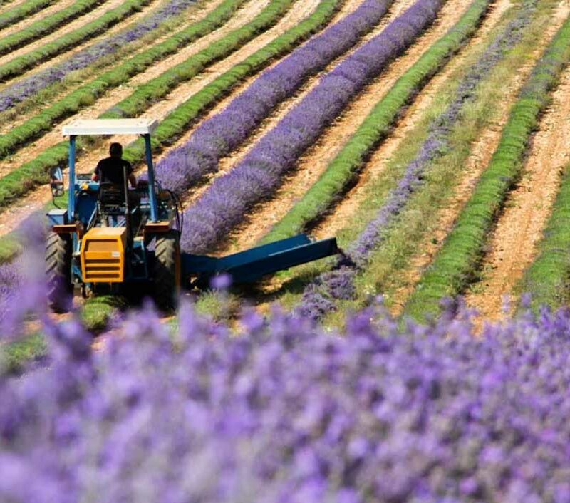 recolte_de_la_lavande_le_chateau_du_bois_provence_-1-1 recolte_de_la_lavande_le_chateau_du_bois_provence_-1-1