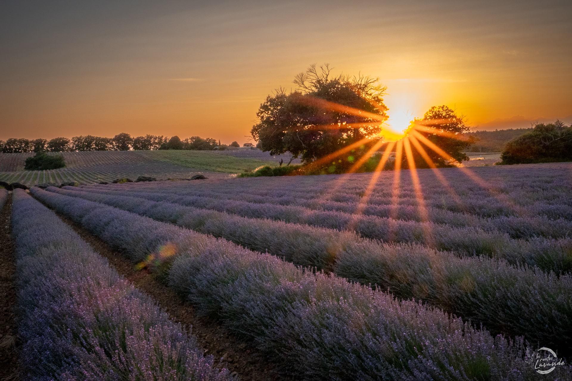 coucher de soleil sur les lavandes