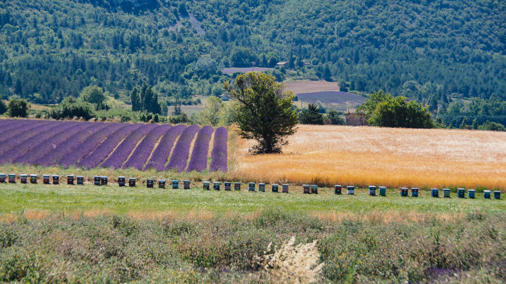 lavande et ruches à Sault