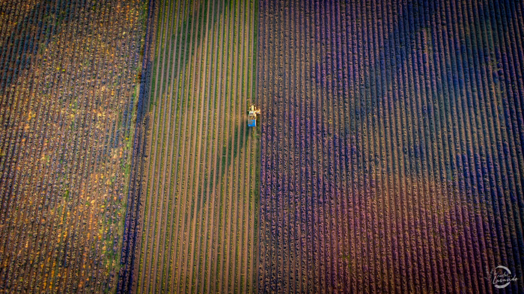 Récolte de lavanade sur le plateau d'albion