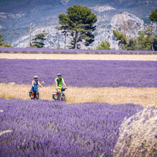 les routes de la lavande à vélo - parc ours, boucles, bonnes adresses
