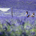 Terre Ugo sur les Routes de la Lavande