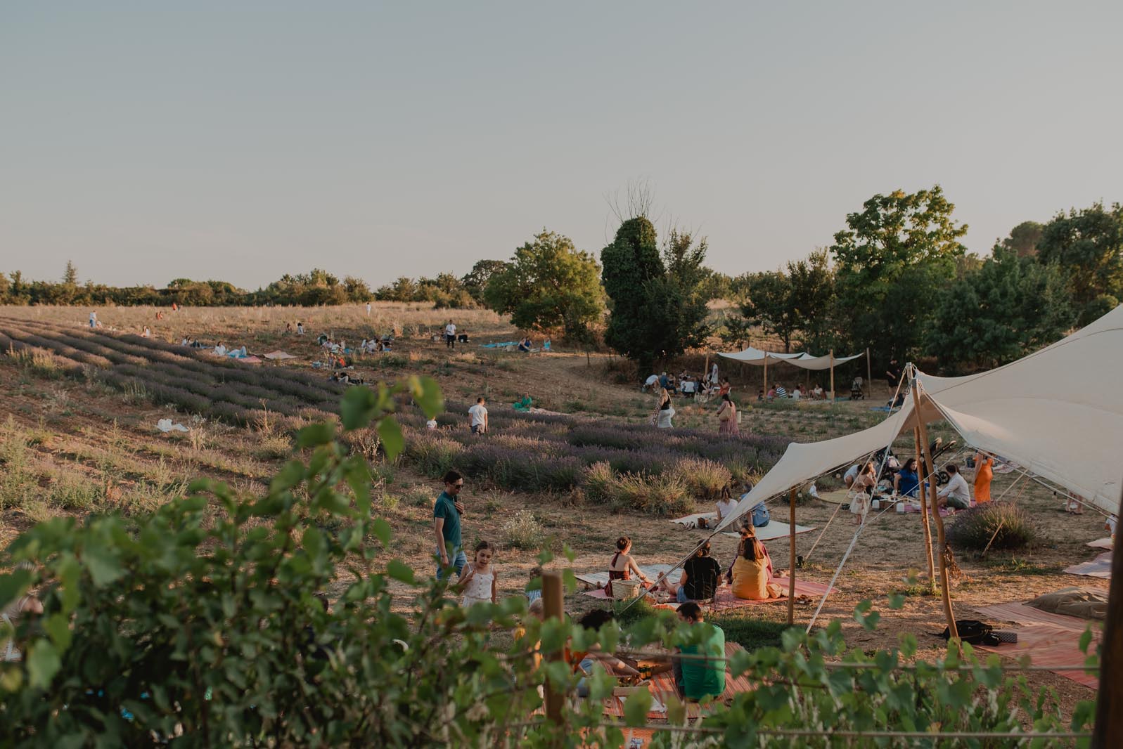 pique-nique dans les champs de lavande à Terre Ugo